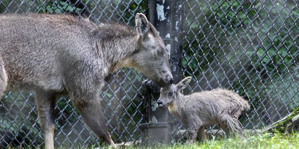 Rare Chinese goral born at Connecticut zoo, bringing accredited zoo population to 26