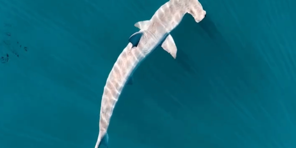 Atlantic Shark Institute tags its first-ever hammerhead shark off coast of Rhode Island