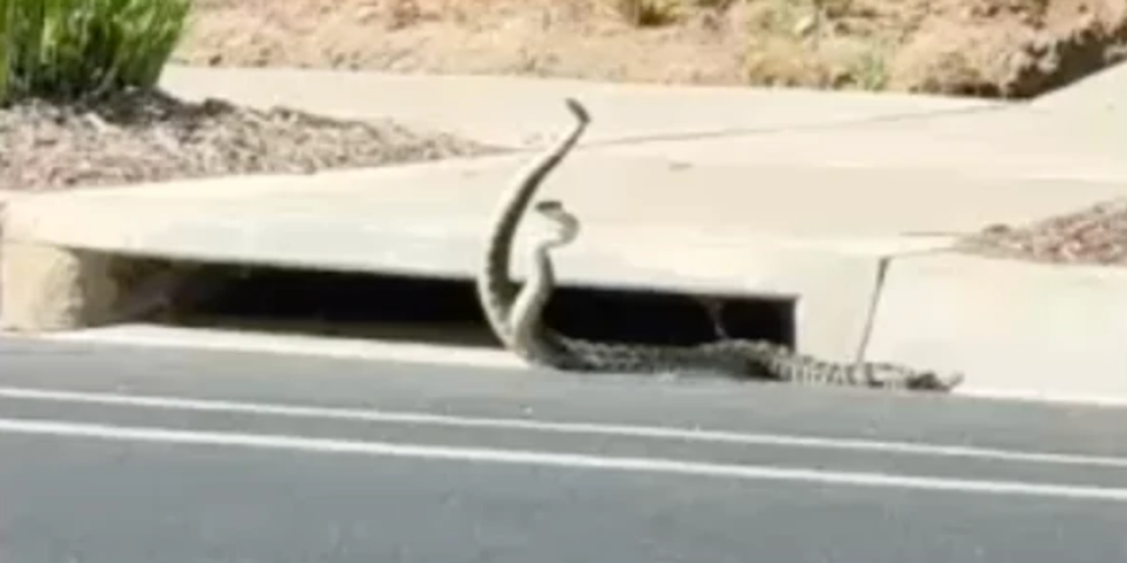 Watch: Two rattlesnakes ‘dance’ on busy street as Southern California sees spike in bite cases