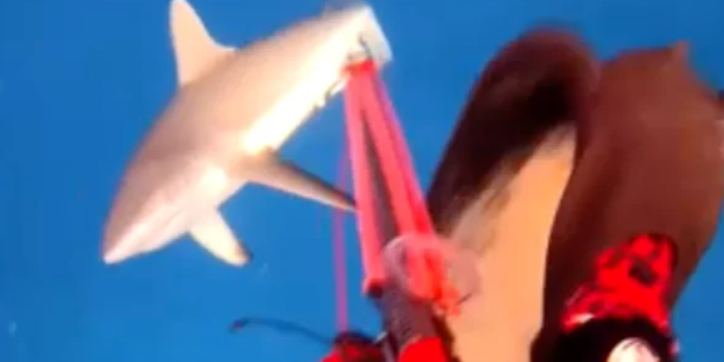 Watch: Terrifying moment shark attacks spearfish diver off Fiji coast