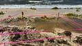 Dozens of baby sea turtle nests lost as Tropical Storm Bertha batters Florida coast - Fox News