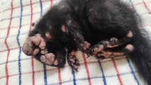 Lesion-covered squirrels with potentially life-threatening virus popping up in backyards across US