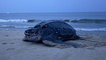 World's largest sea turtle species nests in Virginia for first time in recorded history