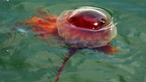 Thousands of giant lion's mane jellyfish sightings trigger public safety alerts for New England beachgoers