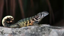 This invasive lizard species is threatening the ecosystem as it spreads across Central Florida