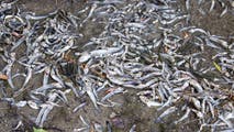 Fish kill triggered in Potomac River as water temperatures surge to record 94 degrees due to extreme heat wave