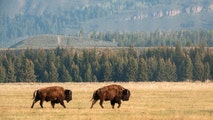 Watch: Fisherman narrowly avoids bison encounter in Yellowstone National Park