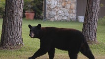 Black bears attack 2 women in Colorado just days apart, bringing yearly total to 10 as encounters surge