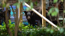 Video: Family dog heroically saves child from a charging black bear