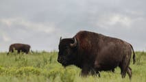 Bison mating season is underway, and it's best to give them space