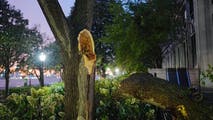 2 kids among multiple people injured by falling tree limb at Six Flags theme park in Georgia