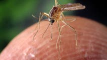 The top 10 worst states for battling mosquitos thanks to heat and humidity