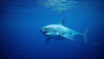 Great white shark pulls lifeguard underwater at popular family beach destination on the East Coast