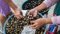 Popular $7 billion tiny, seafood delicacy is rapidly transforming into a new invasive species along the coast