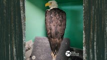 Beloved Friends of Big Bear Valley bald eagle 'Jackie' in critical condition with unknown ailment
