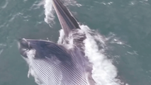 Watch: Rare, endangered fin whale spotted swimming, feeding off Long Island coast