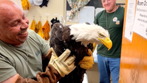 Jackie, the beloved bald eagle who stole the hearts of thousands, has died