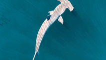 Atlantic Shark Institute tags its first-ever hammerhead shark off coast of Rhode Island