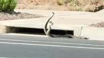 Watch: Two rattlesnakes ‘dance’ on busy street as Southern California sees spike in bite cases