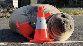 Stay six Neils away: Giant elephant seal causes traffic delays in Australia