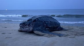World's largest sea turtle species nests in Virginia for first time in recorded history