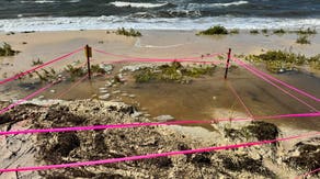 Dozens of baby sea turtle nests lost as Tropical Storm Bertha batters Florida coast