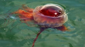 Thousands of giant lion's mane jellyfish sightings trigger public safety alerts for New England beachgoers