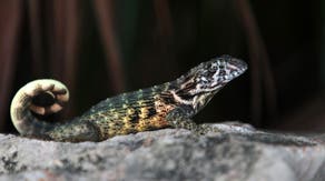 This invasive lizard species is threatening the ecosystem as it spreads across Central Florida
