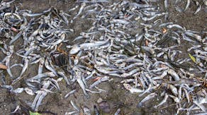 Fish kill triggered in Potomac River as water temperatures surge to record 94 degrees due to extreme heat wave