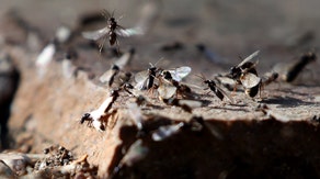 Plague-like swarms of flying, giant ants descend on the UK, triggering mistaken rain alerts on radar