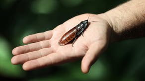 Not all bad: Cyborg cockroaches could one day help save lives