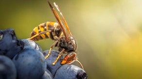 Foreign hornet invades Washington, officials raise concerns of greater threat than other species