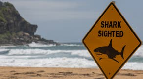 After Great White Shark attack, Australia's most populated state doubles down on drone shark patrols