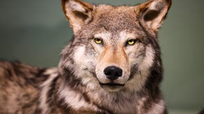 Meet the gray wolf: How the apex predator, largest member of the dog family has evolved