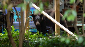 Video: Family dog heroically saves child from a charging black bear