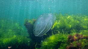 Cannibalistic jellyfish are invading the precious lagoons of Venice with no way of removing them