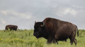 Bison mating season is underway, and it's best to give them space