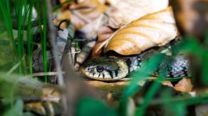 Ancient secrets unlocked of hidden underground from exceptionally preserved snake fossil with skull intact