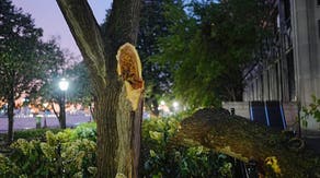 2 kids among multiple people injured by falling tree limb at Six Flags theme park in Georgia