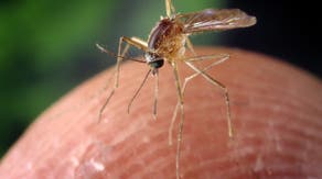 The top 10 worst states for battling mosquitos thanks to heat and humidity