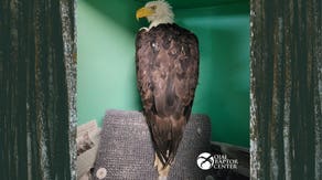 Beloved Friends of Big Bear Valley bald eagle 'Jackie' in critical condition with unknown ailment