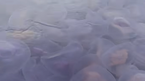 Watch: Stunning video captures massive jellyfish invasion completely surrounding local kayakers