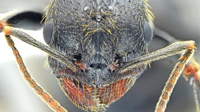 Scientists make breakthrough discovery of insect species that is sure to give you nightmares