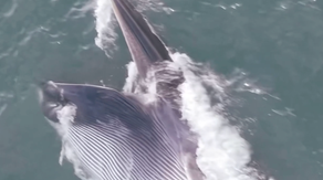 Watch: Rare, endangered fin whale spotted swimming, feeding off Long Island coast
