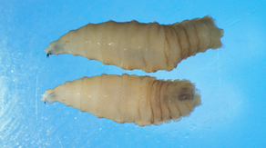 Deadly flesh-eating parasite poses risk to pets this summer: Here are the safety tips to know