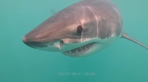 See it: Rare great white shark caught on camera in this state's waters for expected first time