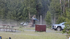 See it: Yellowstone bison rampages through campground, tossing grandfather 8 feet in the air