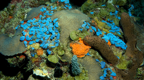 Coral ecosystem reemerges after 60 years within the ocean's 'twilight zone'