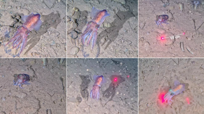 Scientists make rare discovery in one of Earth's most extreme oceans