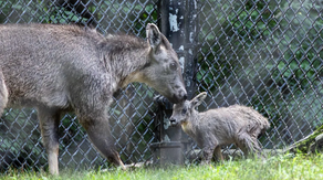 Rare Chinese goral born at Connecticut zoo, bringing accredited zoo population to 26
